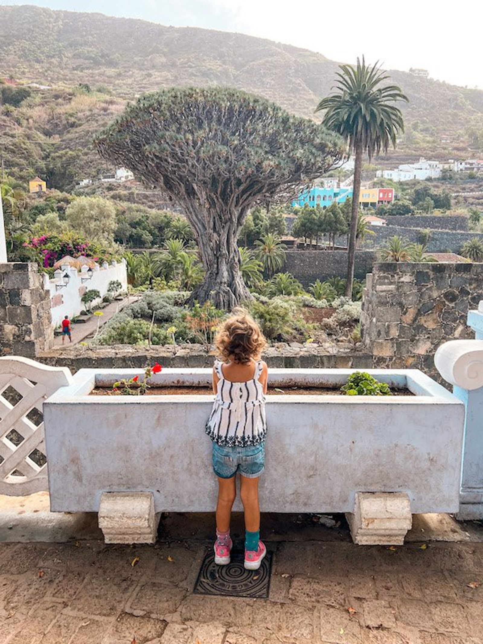 Vista gratuita del Drago Milenario desde el mirador de la Plaza de Andrés Lorenzo Cáceres