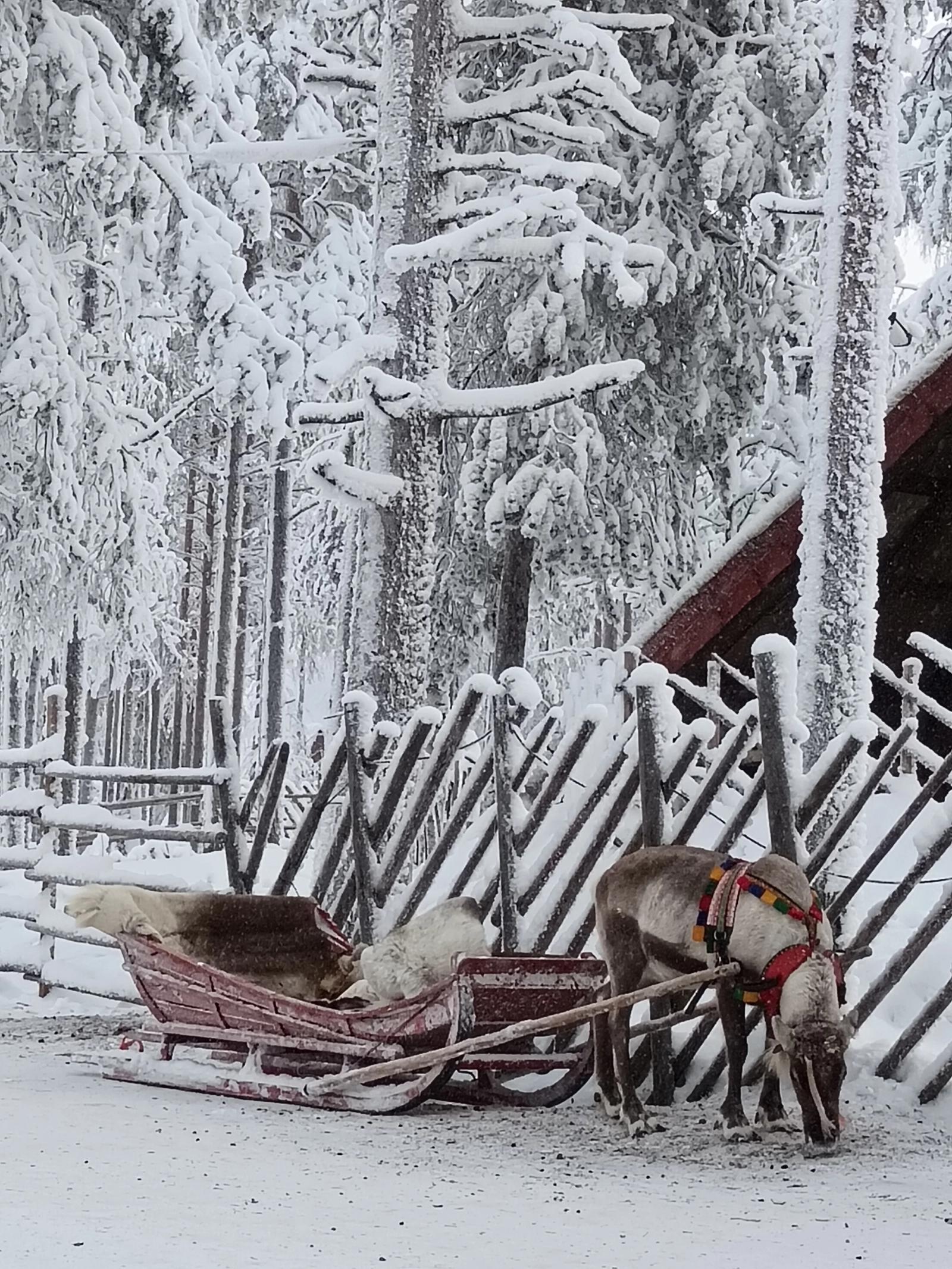 Reindeer pulling a red sledge in a snowy forest in Lapland, Finland.