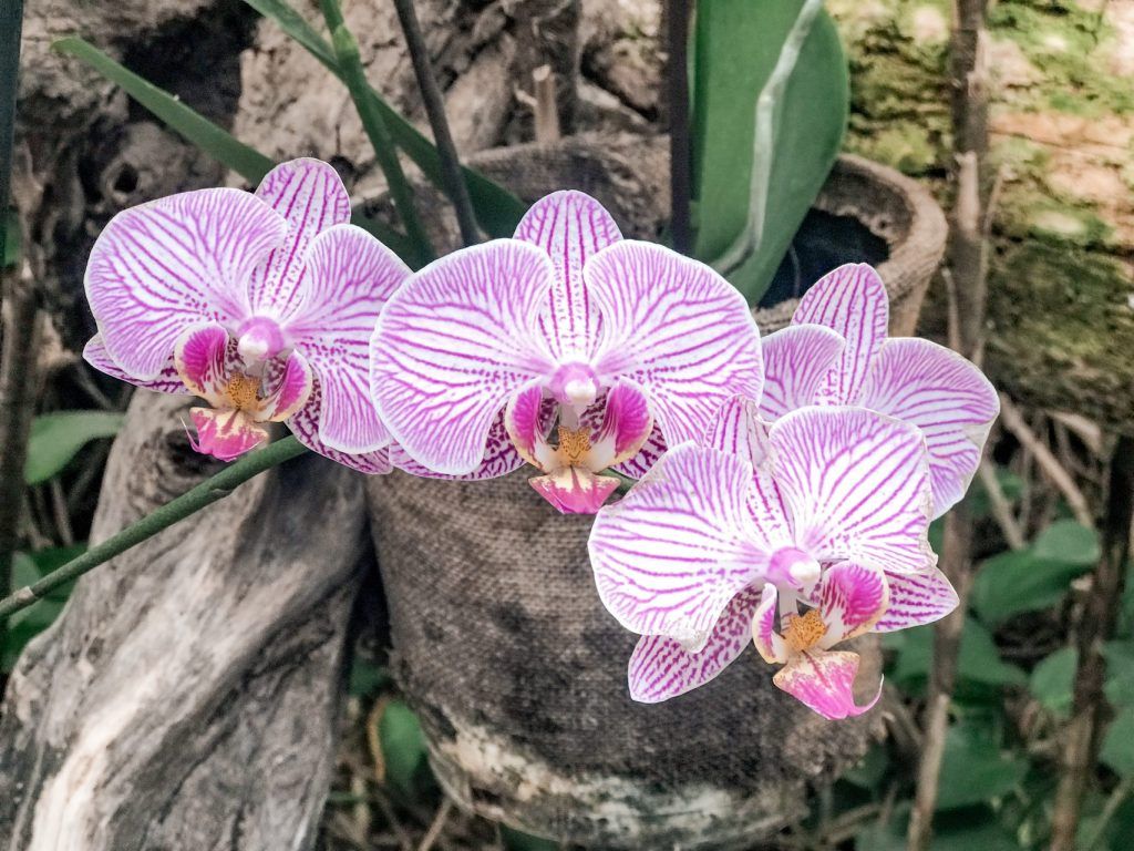 Orquídeas en el orquidiario de Loro Parque