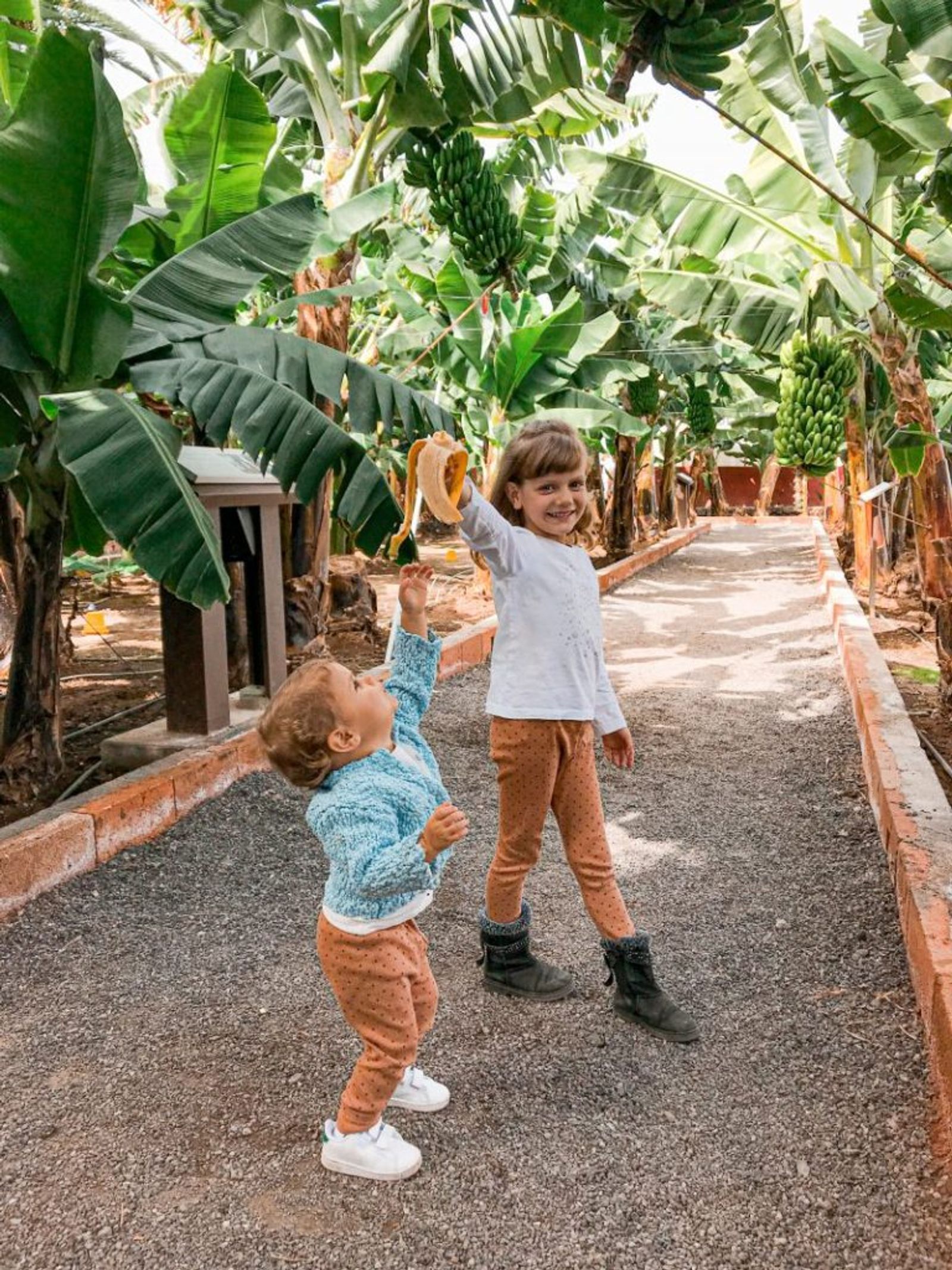 LA CASA DEL PLÁTANO en Icod de los Vinos, Tenerife 