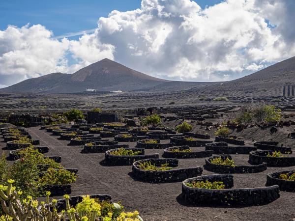 Viñedos de La Geria plantados en hoyos de ceniza volcánica y protegidos por muros de piedra semicirculares, con un volcán al fondo