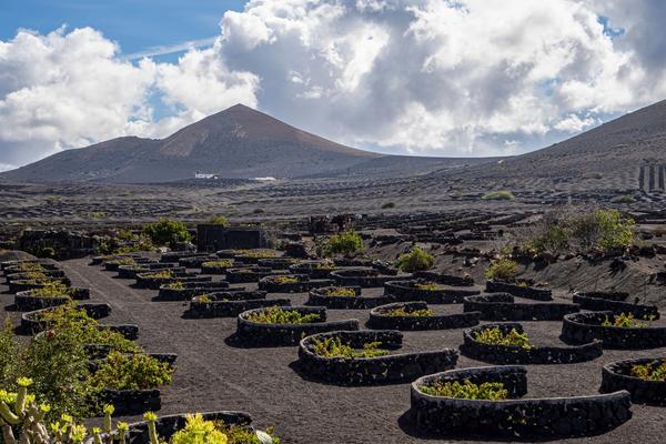 Viñedos de La Geria plantados en hoyos de ceniza volcánica y protegidos por muros de piedra semicirculares, con un volcán al fondo