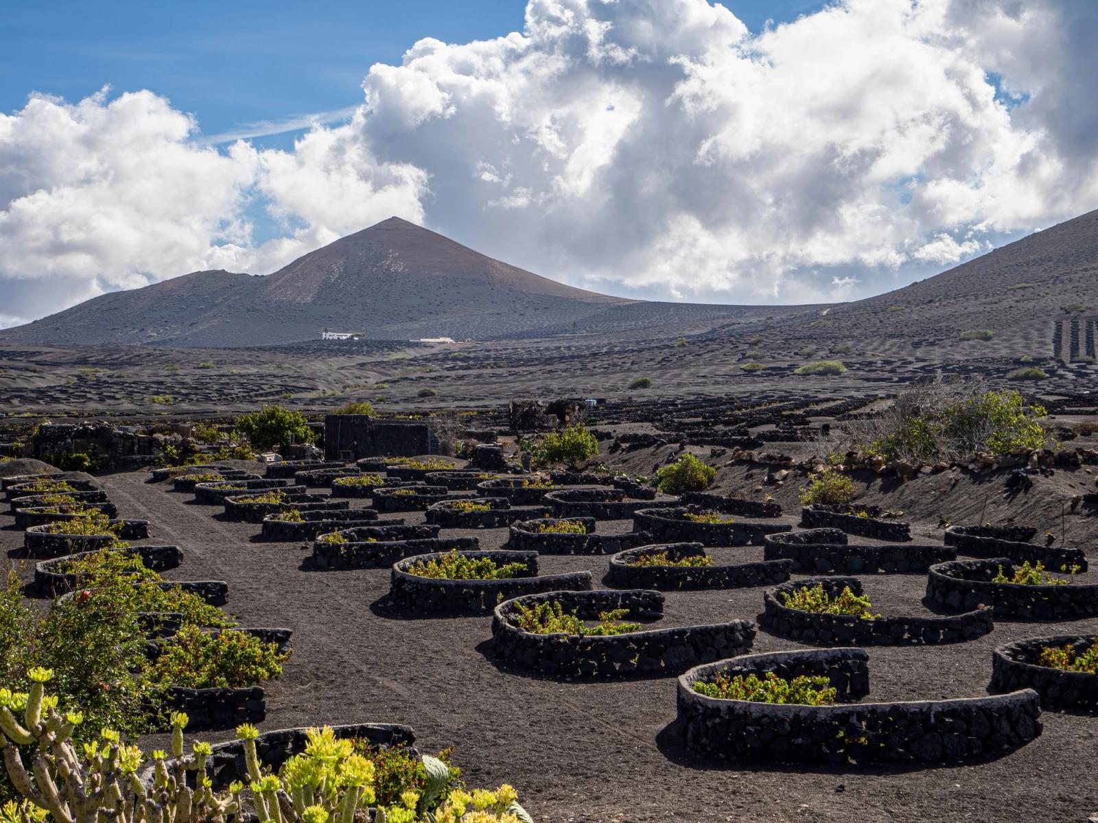 Viñedos de La Geria plantados en hoyos de ceniza volcánica y protegidos por muros de piedra semicirculares, con un volcán al fondo