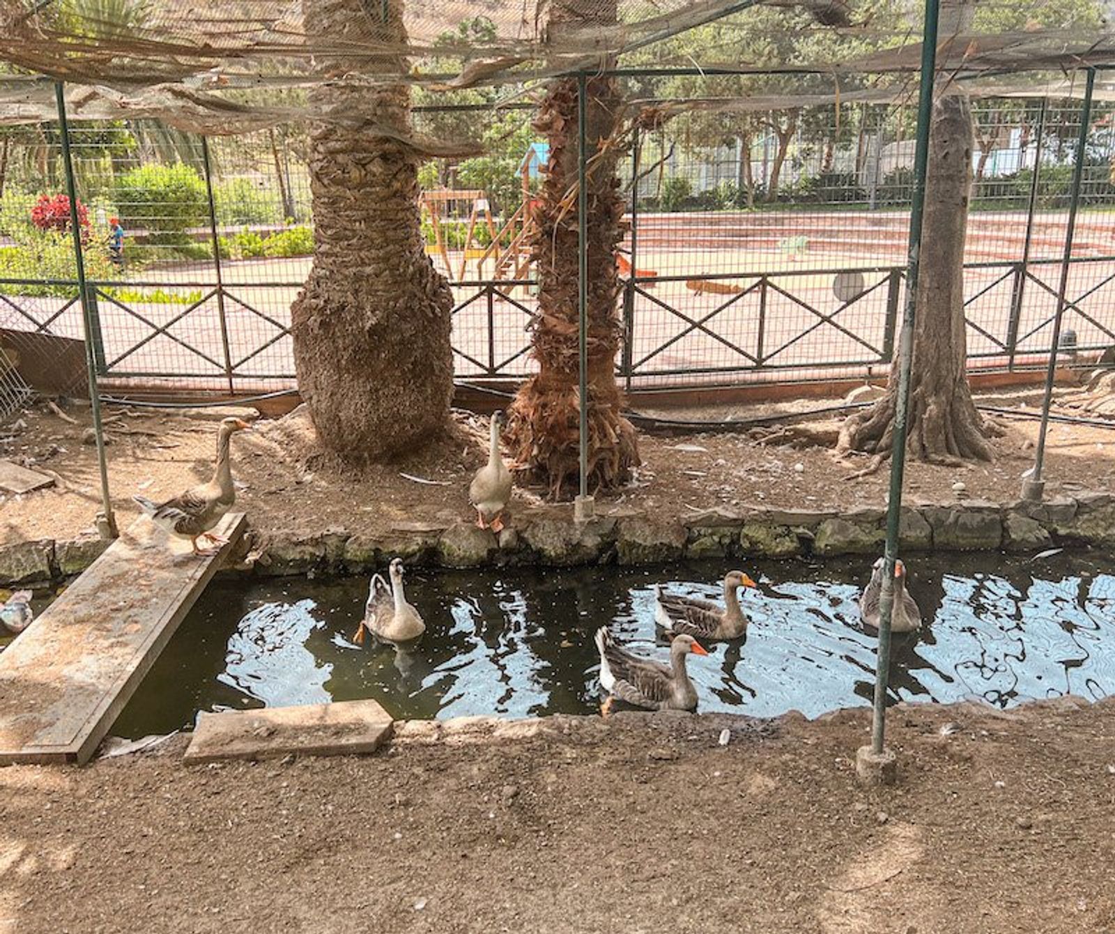 Patos en el Parque de el Curato en Hermigua, La Gomera