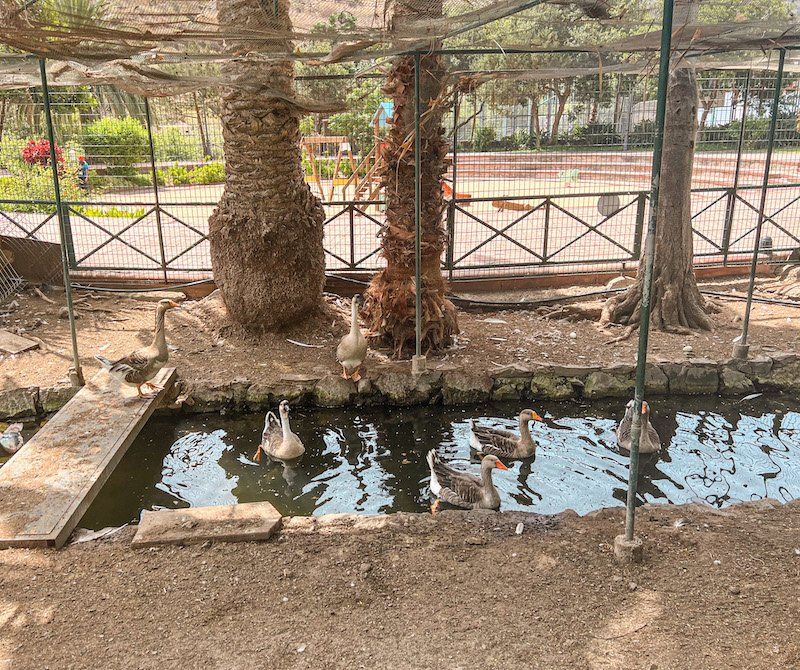 Patos en el Parque de el Curato en Hermigua, La Gomera