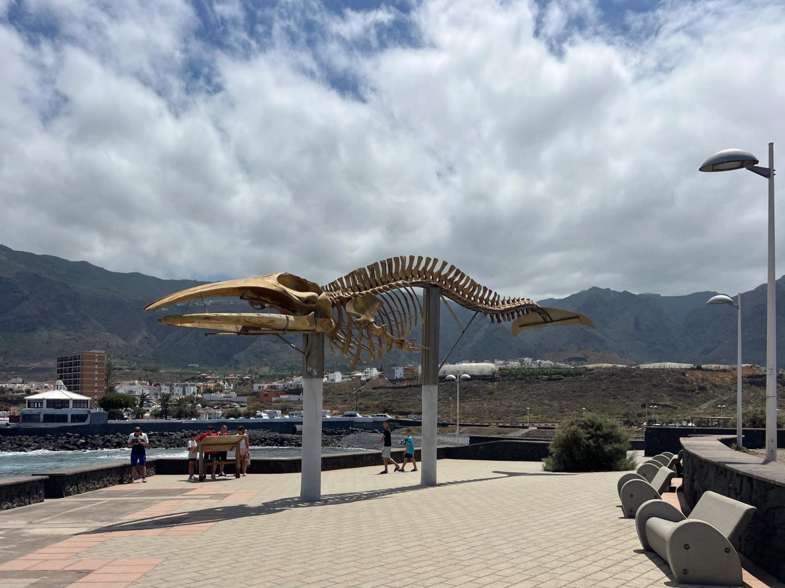 Esqueleto del rorcual boreal de Los Silos montado sobre pilares en el paseo marítimo, con las montañas de la Isla Baja al fondo.