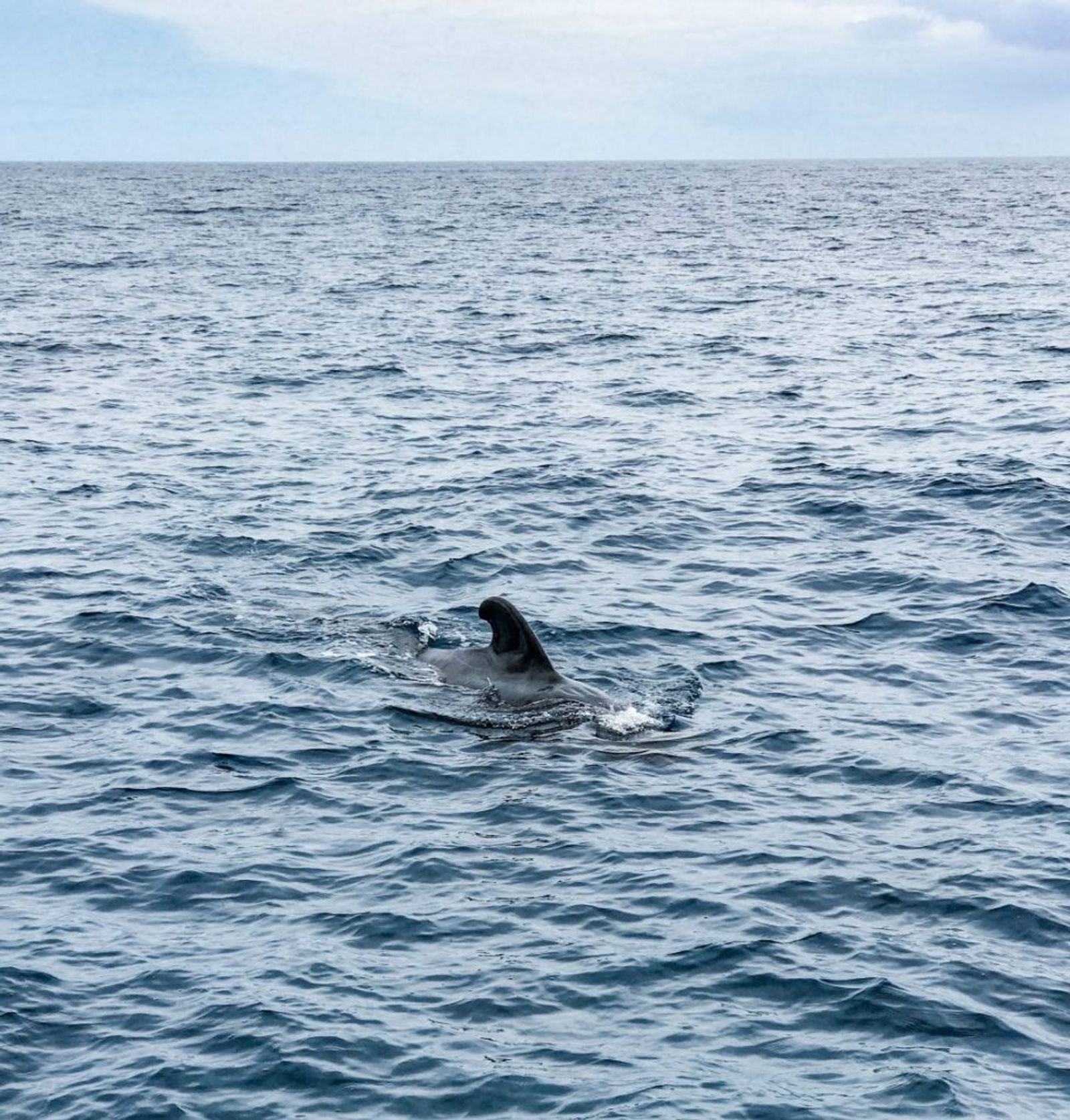 Ballena piloto o calderón en Tenerife