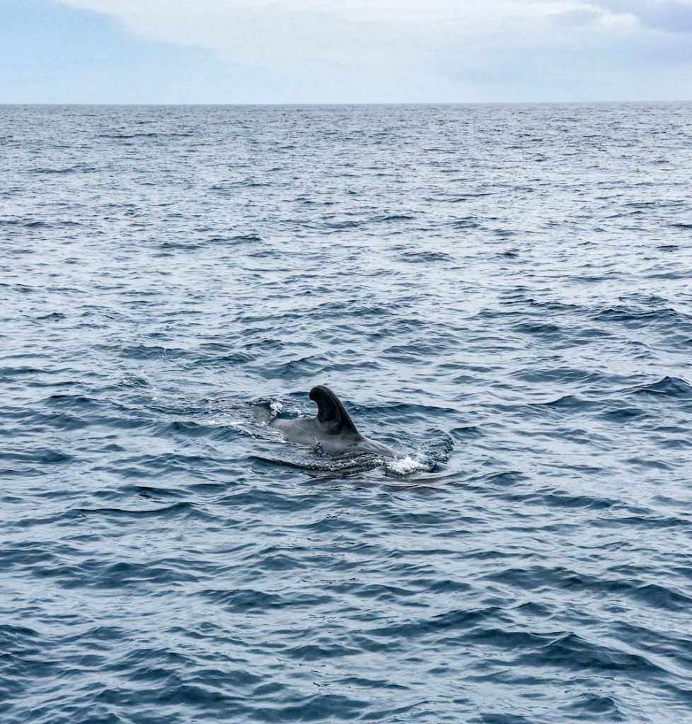 Ballena piloto o calderón en Tenerife