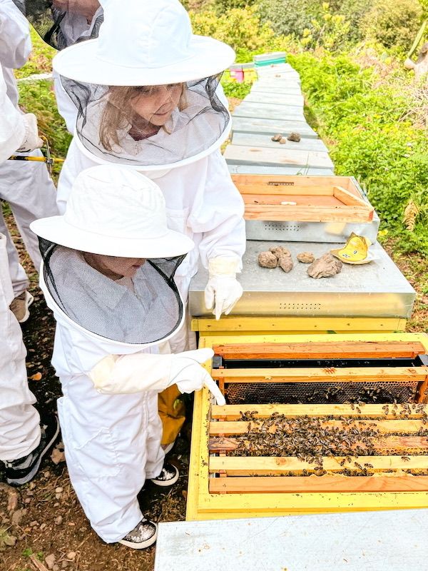 Aprendiendo sobre las abejas en Ecoalpispa en Tenerife