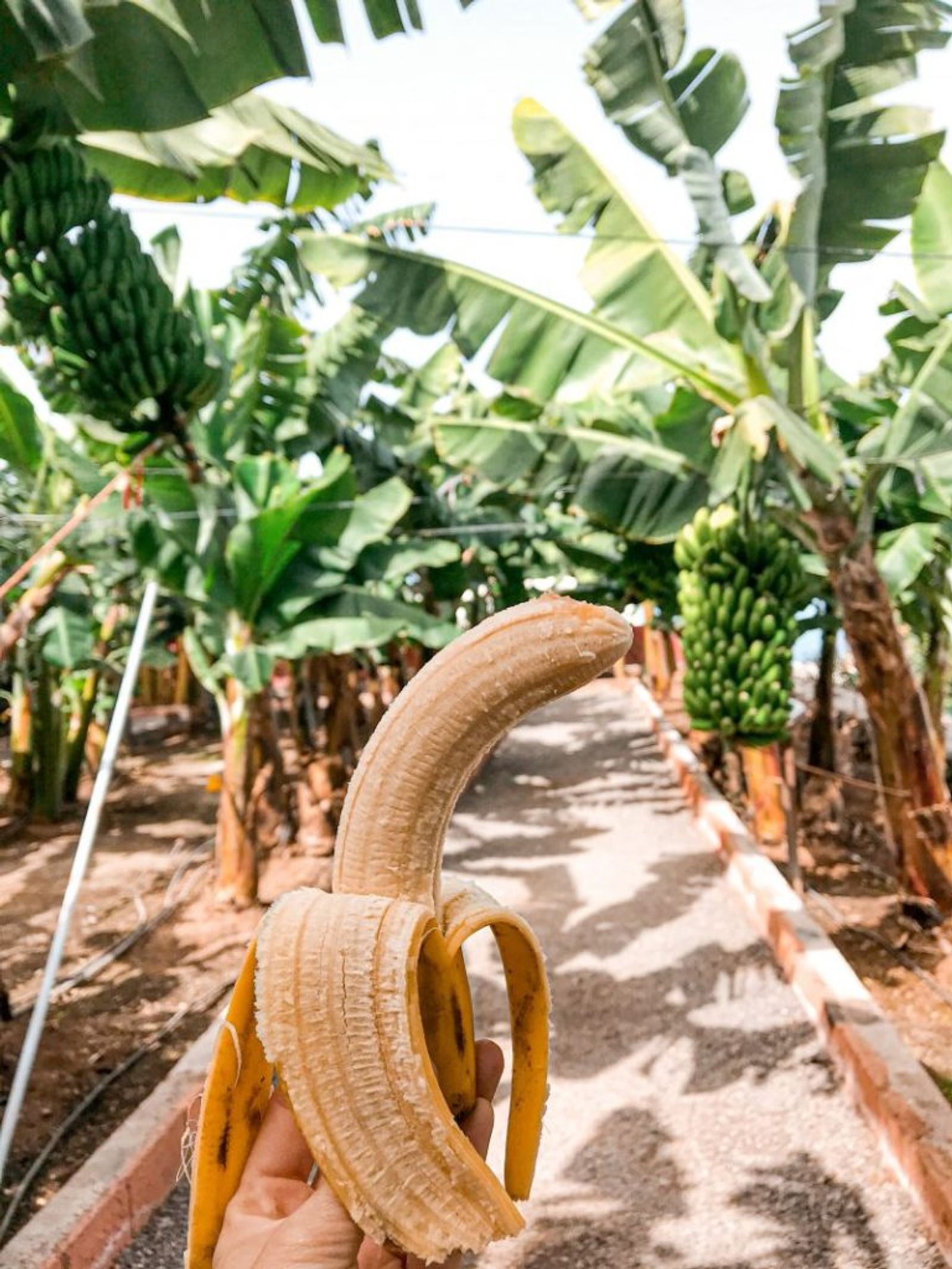 LA CASA DEL PLÁTANO en Icod de los Vinos, Tenerife 