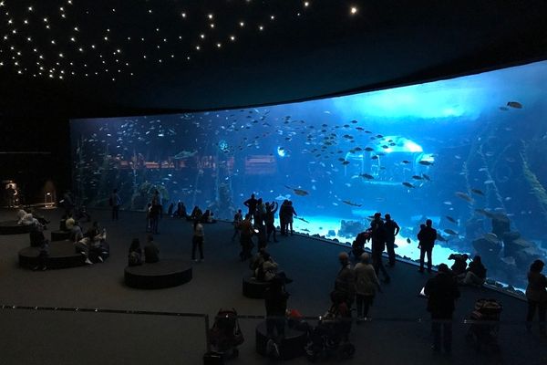 Acuario Poema del Mar, en Las Palmas de Gran Canaria