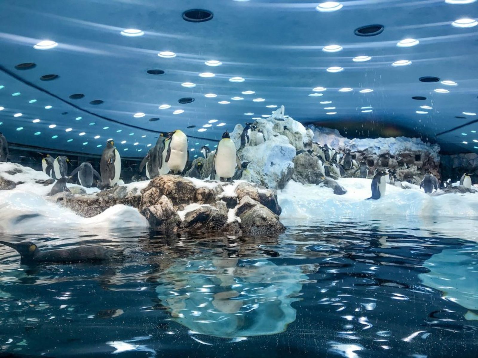 El pingüinario de Loro Parque: pingüinos rey sobre la nieve artificial, bajo la cúpula iluminada.