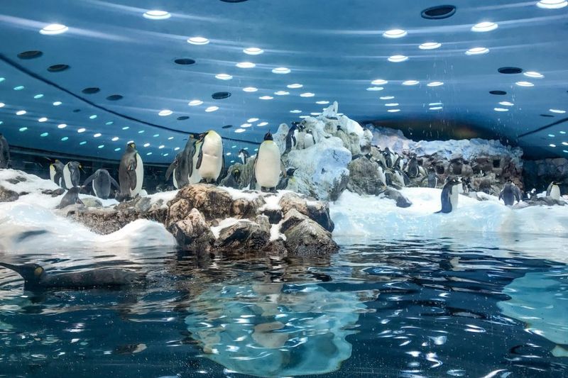 Loro Parque con traslado desde el sur
