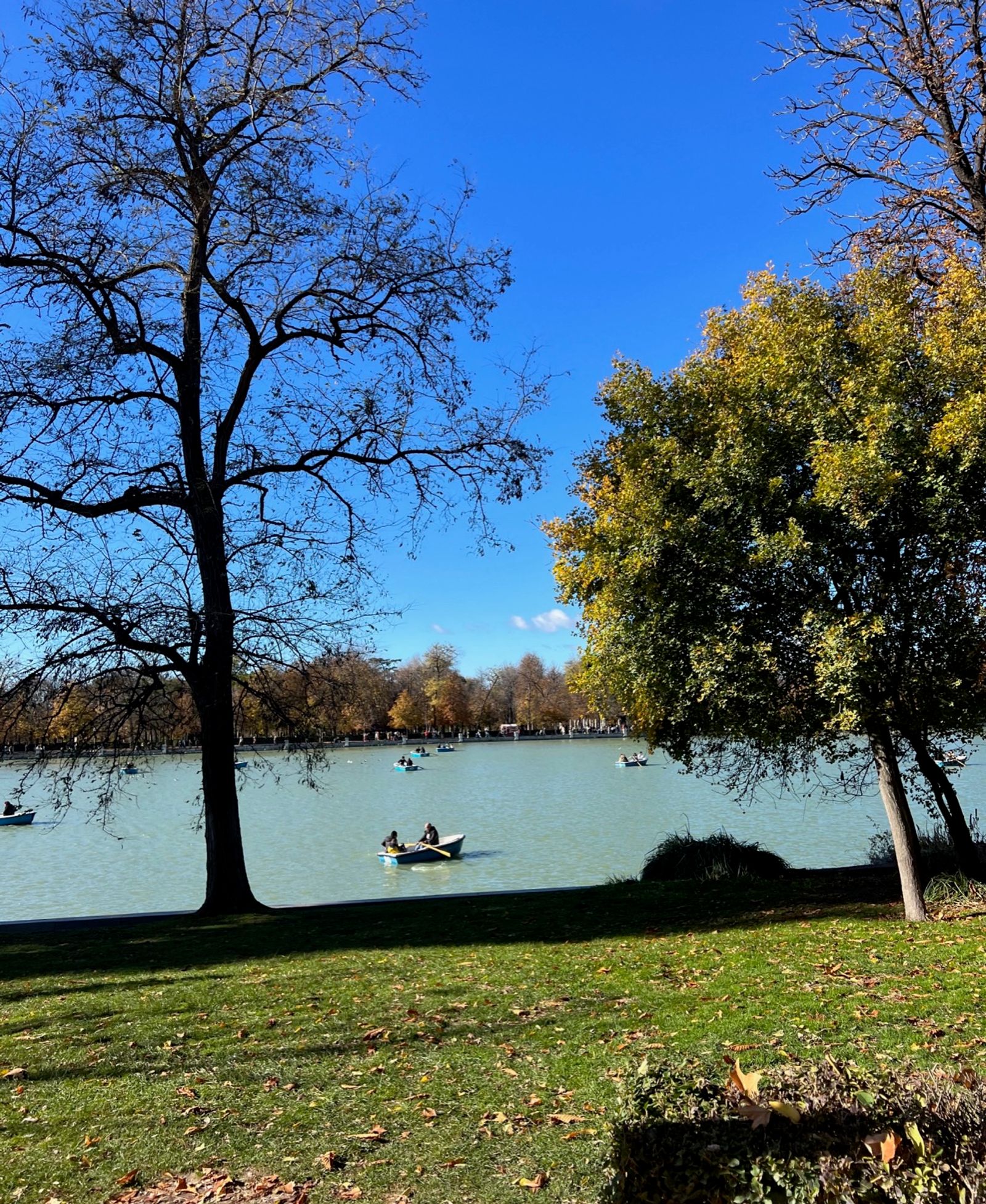 El Estanque del Retiro visto entre dos árboles, con una barca de remos y hojas secas en el césped.
