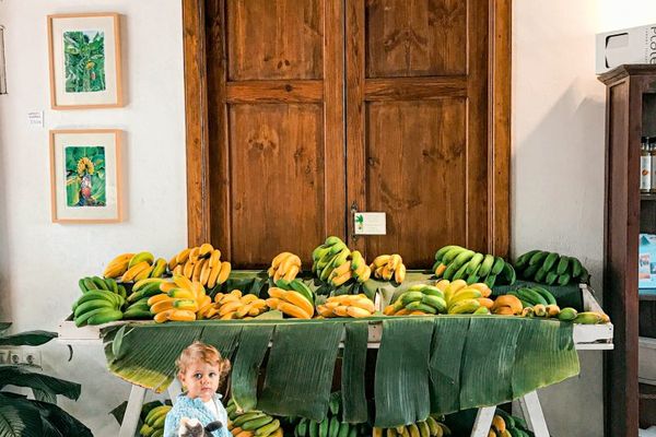 La Casa del Plátano, finca-museo del plátano en Icod de los Vinos, Tenerife