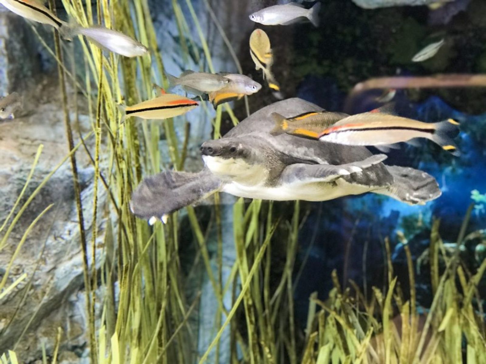 Tortuga boba en el Acuario Poema del Mar