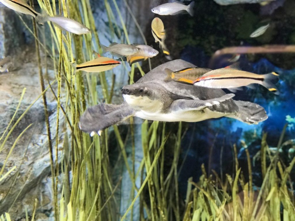 Tortuga boba en el Acuario Poema del Mar