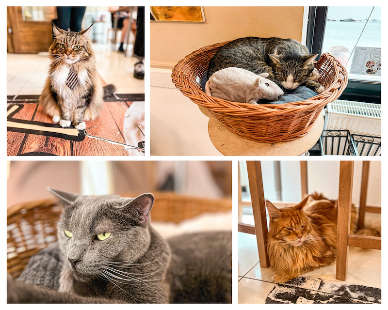 Visitamos el Cat Café de Budapest