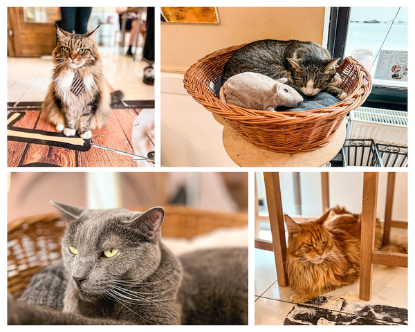 Visitamos el Cat Café de Budapest