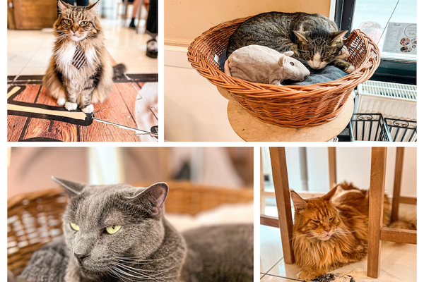 Visitamos el Cat Café de Budapest