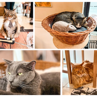 Visitamos el Cat Café de Budapest