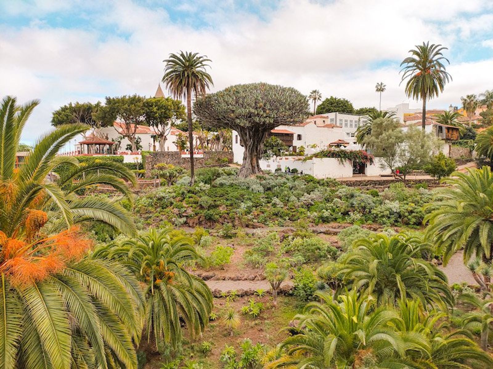 El Drago Milenario visto desde los jardines del Parque del Drago, con su copa ancha asomando sobre las casas blancas de Icod de los Vinos.