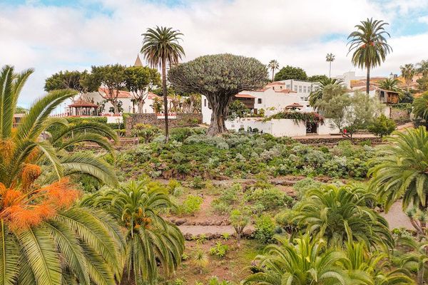 El Drago Milenario visto desde los jardines del Parque del Drago, con su copa ancha asomando sobre las casas blancas de Icod de los Vinos.