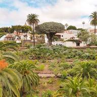 El Drago Milenario visto desde los jardines del Parque del Drago, con su copa ancha asomando sobre las casas blancas de Icod de los Vinos.