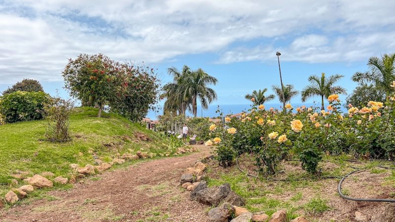 Un camino de tierra entre rosales amarillos y césped en el parque, con palmeras y el mar al fondo.