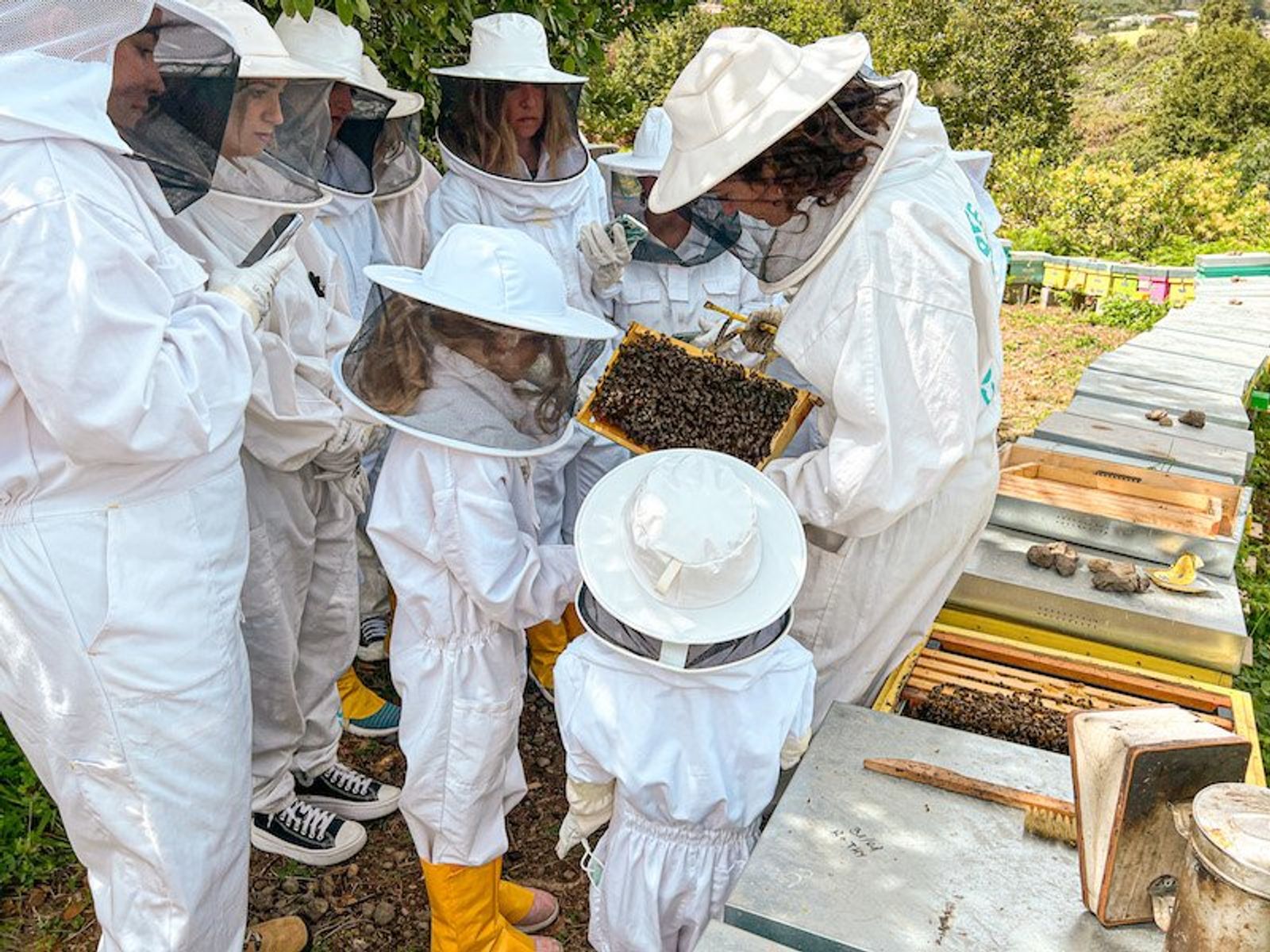 Aprendiendo sobre las abejas en Ecoalpispa, una abejera en Icod de los Vinos, Tenerife