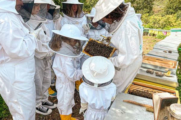 Aprendiendo sobre las abejas en Ecoalpispa, una abejera en Icod de los Vinos, Tenerife
