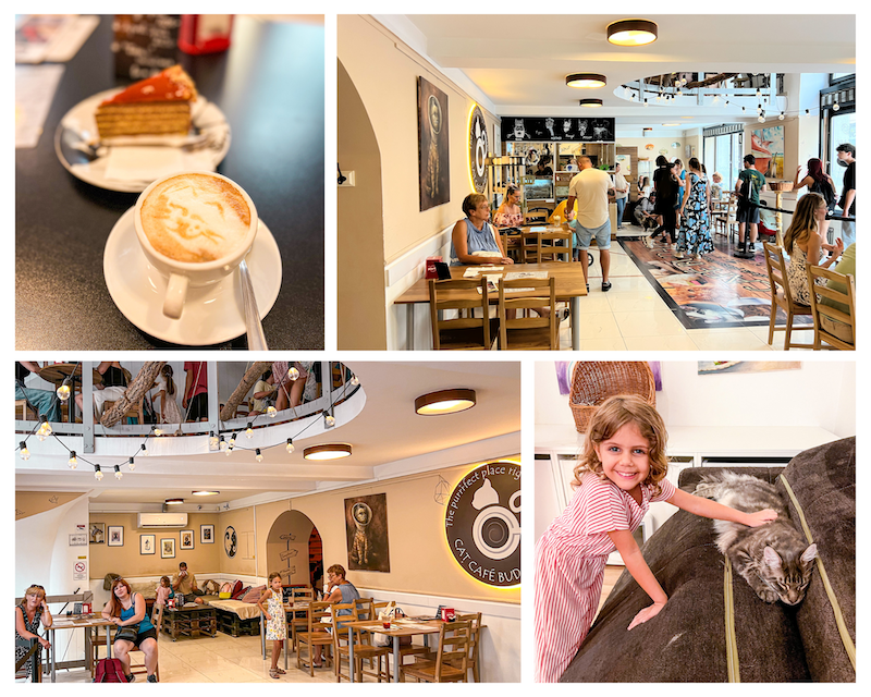 Café de gatos de Budapest