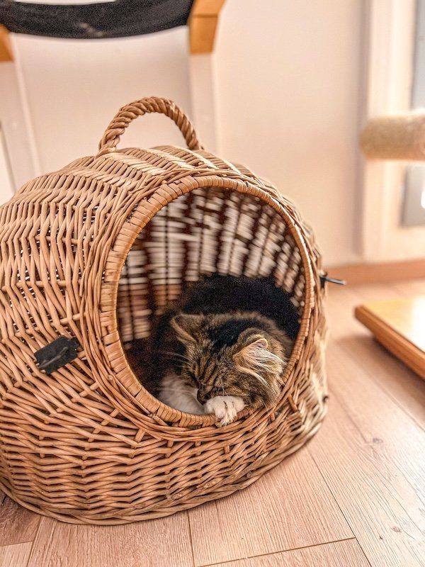 Visitamos el Cat Café de Budapest