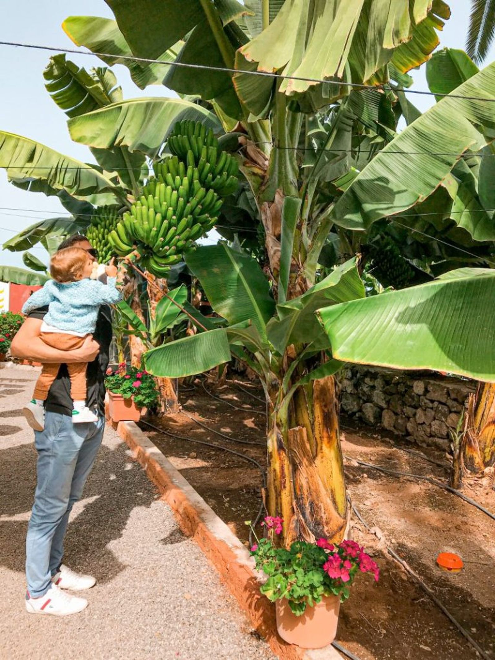 LA CASA DEL PLÁTANO en Icod de los Vinos, Tenerife 
