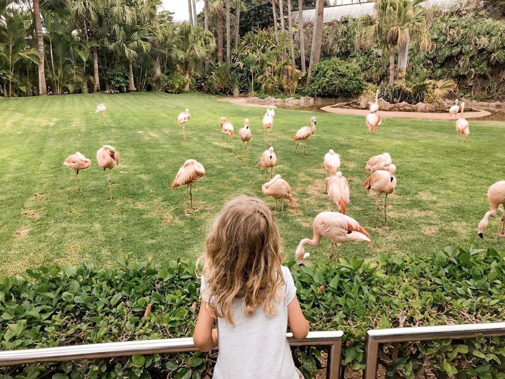 Jardines y lago de Loro Parque, en Puerto de la Cruz (Tenerife)