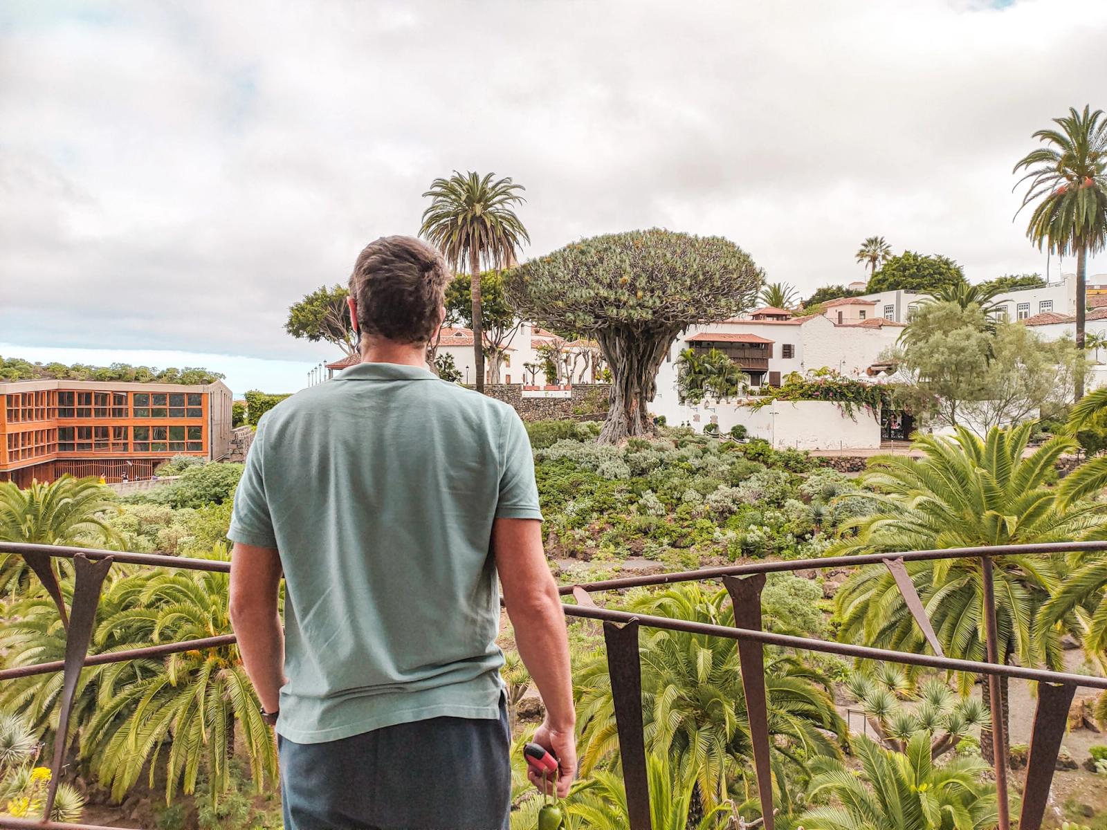 Drago Milenario de Icod de los Vinos en Tenerife 