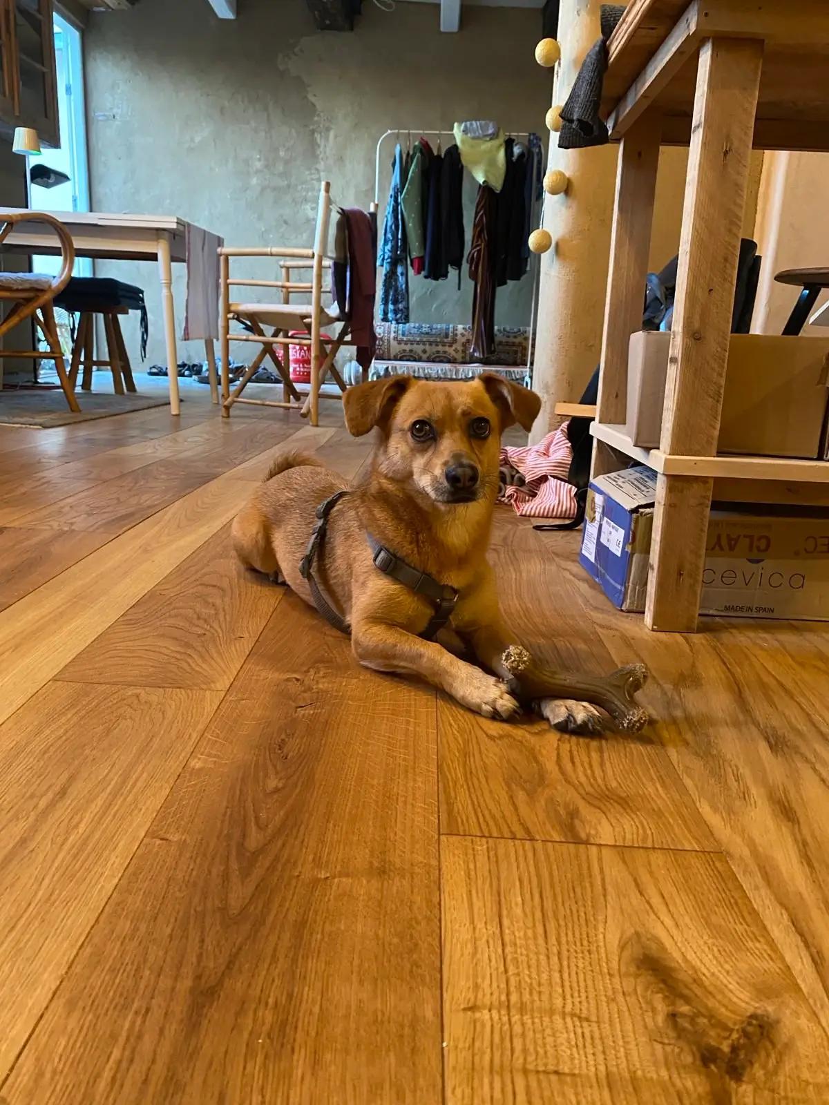 Massivholz Füßboden