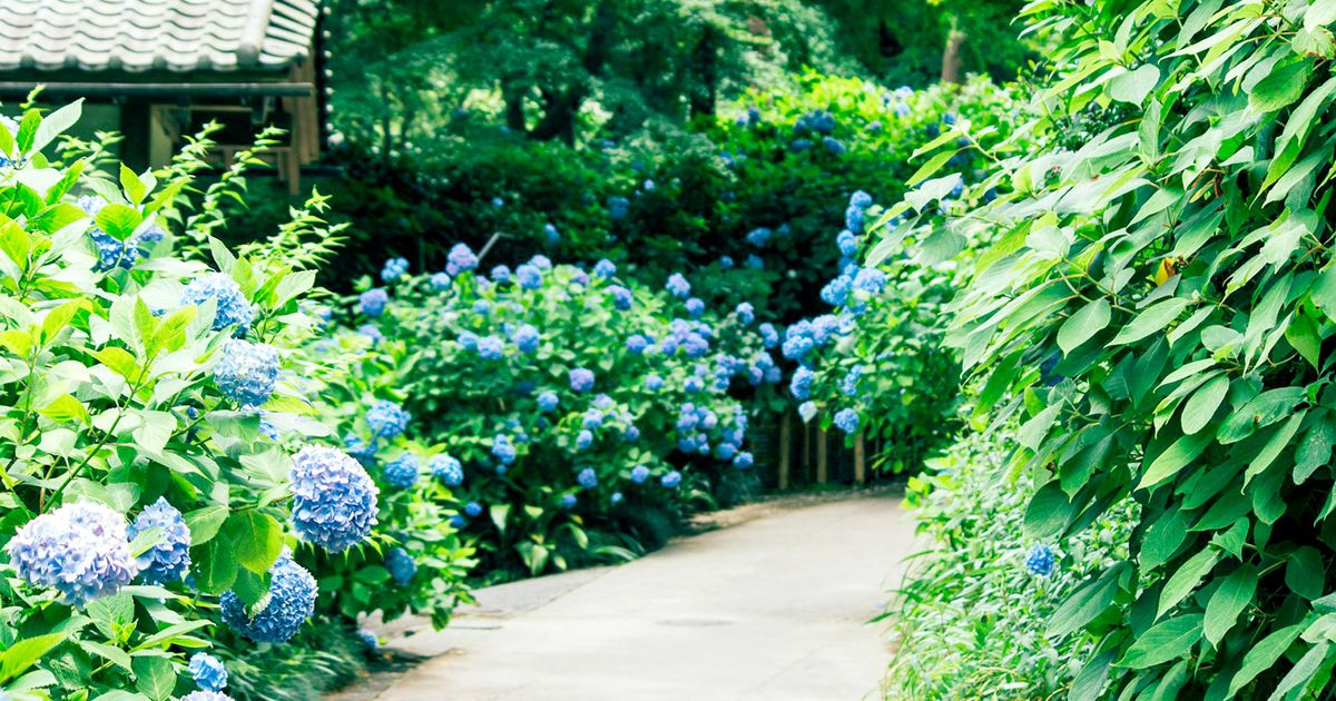 9,000 Hydrangeas in Full Bloom at Showa Memorial Park: A Rainy Season Walking Guide