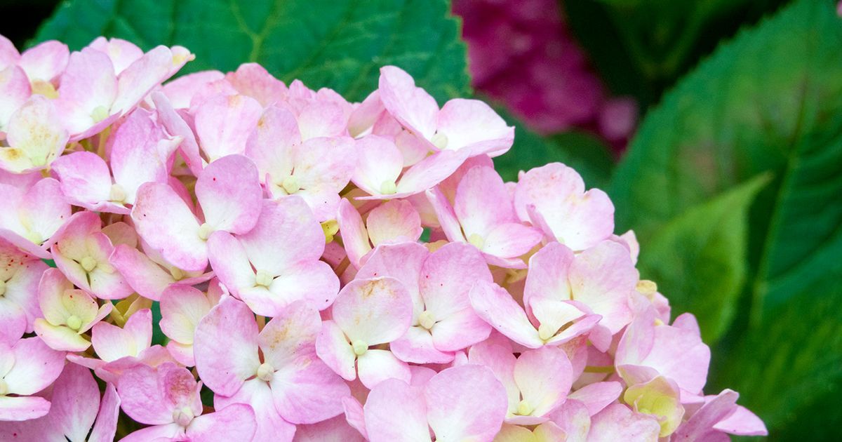 Ajisai Festival at Tabo Tenmangu in Kunitachi: 1,000 Hydrangeas Bloom in Late June