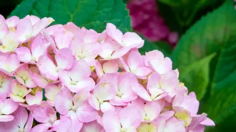 Ajisai Festival at Tabo Tenmangu in Kunitachi: 1,000 Hydrangeas Bloom in Late June