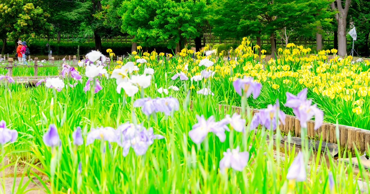 東村山・北山公園の菖蒲まつり 600種10万本が見頃