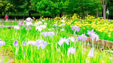 Kitayama Park Iris Festival 2026