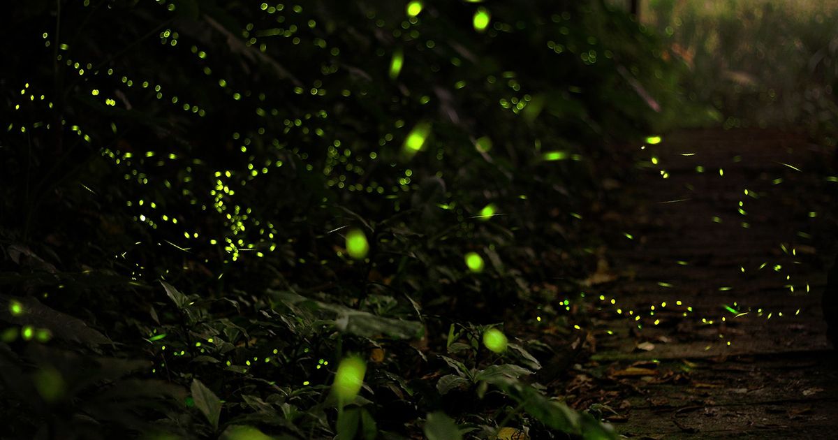 HANA・BIYORIでほたるびより 稲城の夜にゲンジボタルが光る