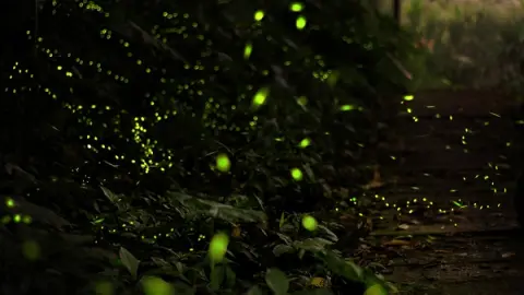 HANA・BIYORIでほたるびより 稲城の夜にゲンジボタルが光る