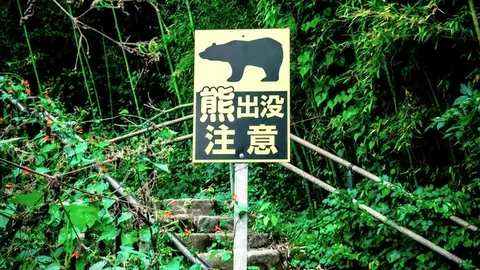 奥多摩・仙元峠で遺体発見 クマ被害の可能性と日原エリアの登山道最新情報