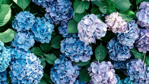 調布・神代植物公園のあじさい 深大寺そばと巡る梅雨散歩