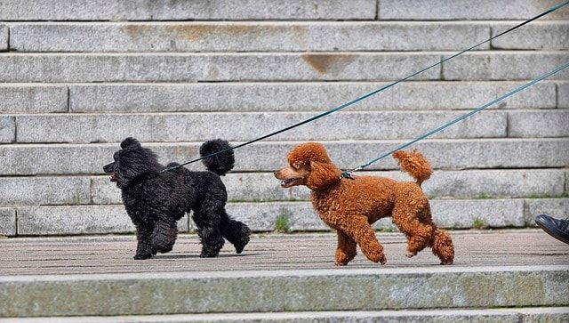 pet grooming business idea