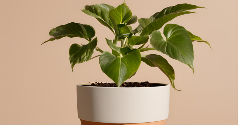 Five stages of small business growth