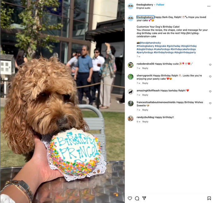 a dog with a birthday cake that says prince on it