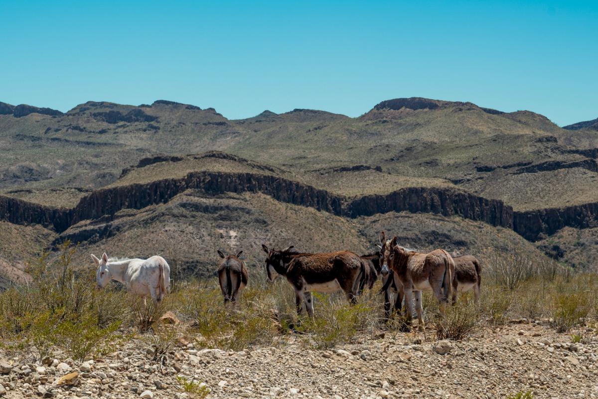 Crowd at Big Bend Ranch State Park